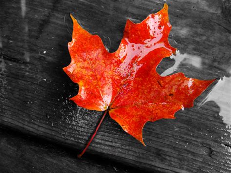 maple leaf background|free maple leaf backgrounds.